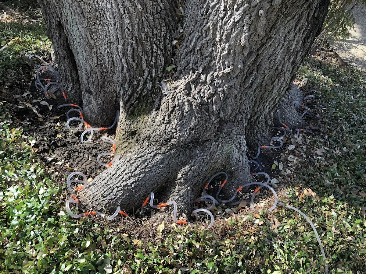 Detailed Tree Cabling and Bracing job site in Goodell