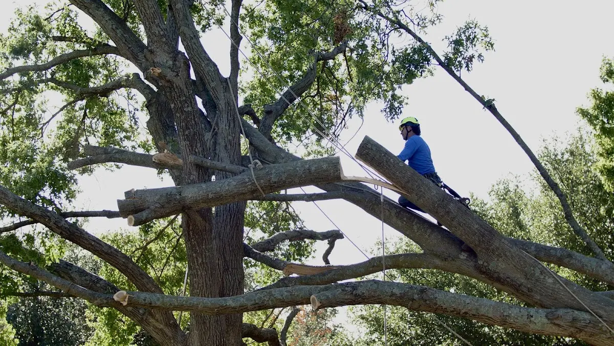 Professional Hazardous Tree Removal performed by certified arborists in Goodell