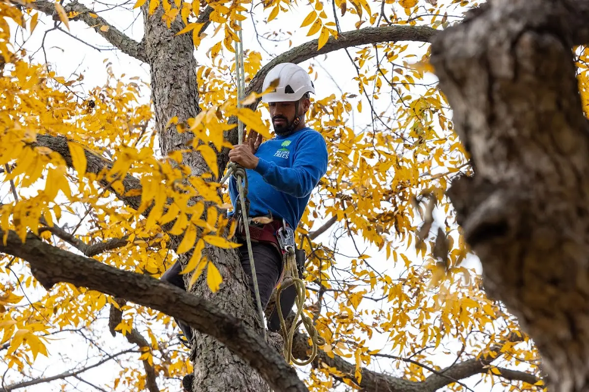 Skilled Tree Transplanting crew working in Goodell